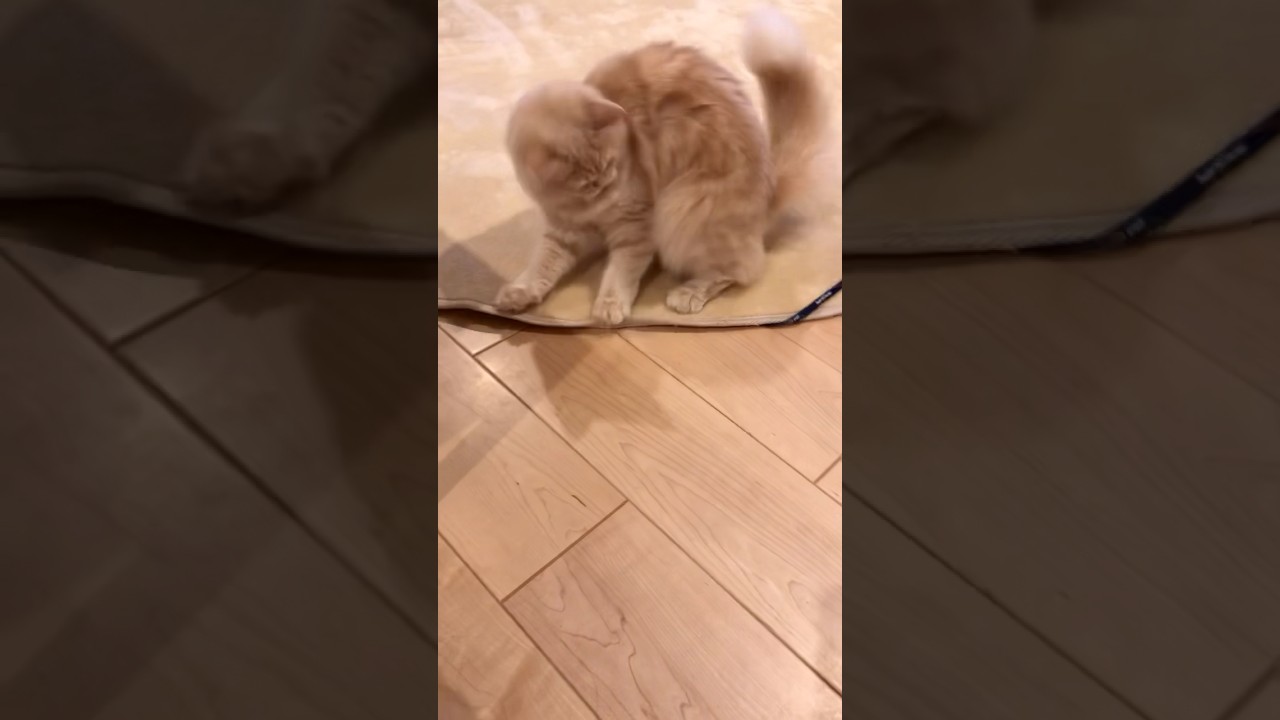 いきなり飛び出す猫シリーズ　　　　　　　　　　　　　　　　#かわいい猫 #cat #サイベリアン #ねこ #サイベリアン大好き #子猫 #かわい #猫のいる暮らし #かわいい