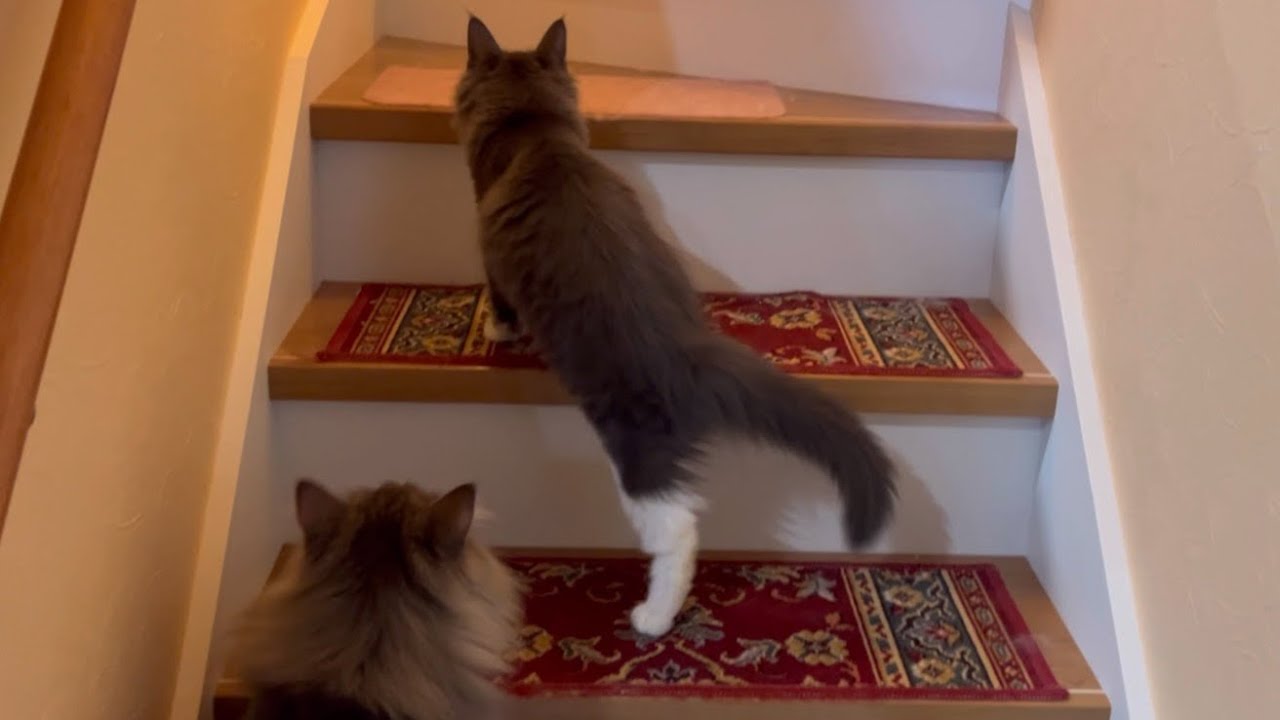 【冒険‼︎】初めての階段、登りきれるのか…？？仔猫ターキッシュアンゴラ♡
