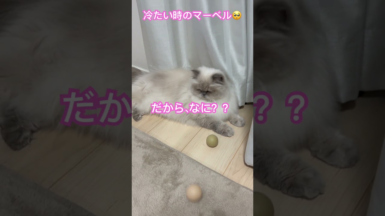無視するマーベル🐈 #shorts #うちのにゃんこ #ヒマラヤン #cat #マーベル