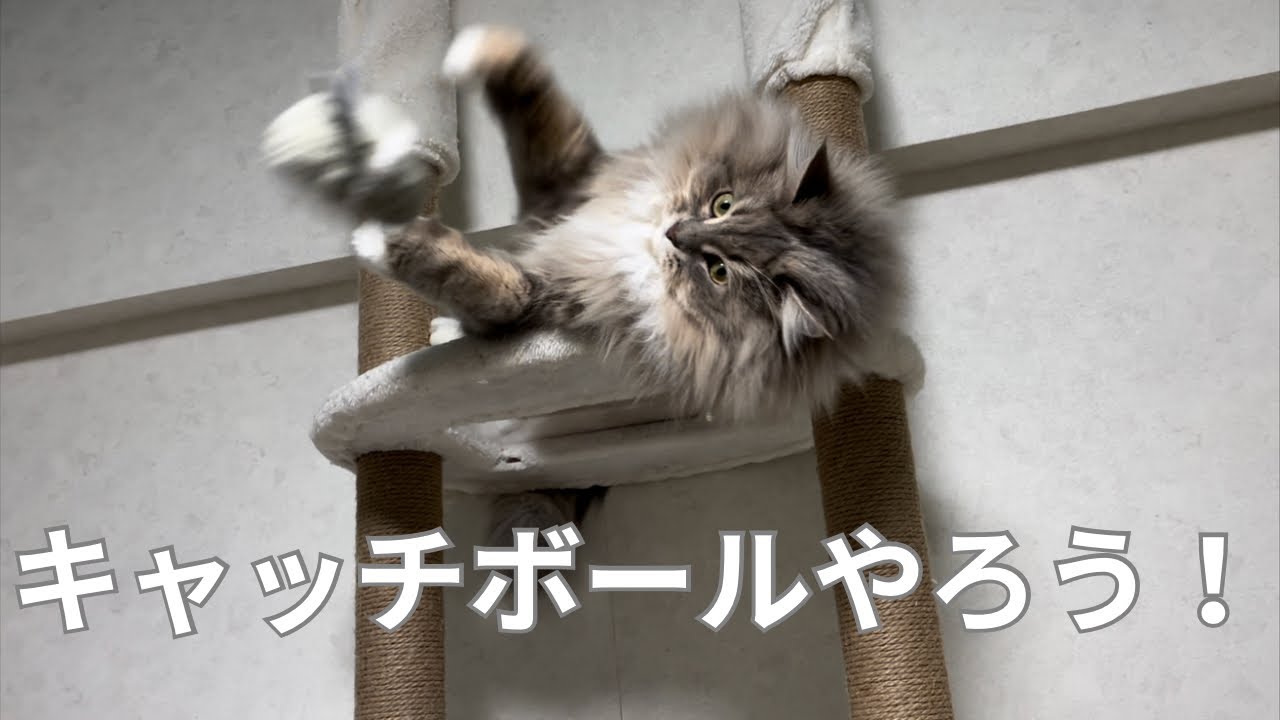もふもふ猫とキャッチボールやろう！