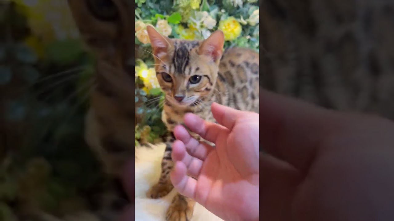 ベンガル 人が大好きな子猫ちゃんです✨11/19撮影