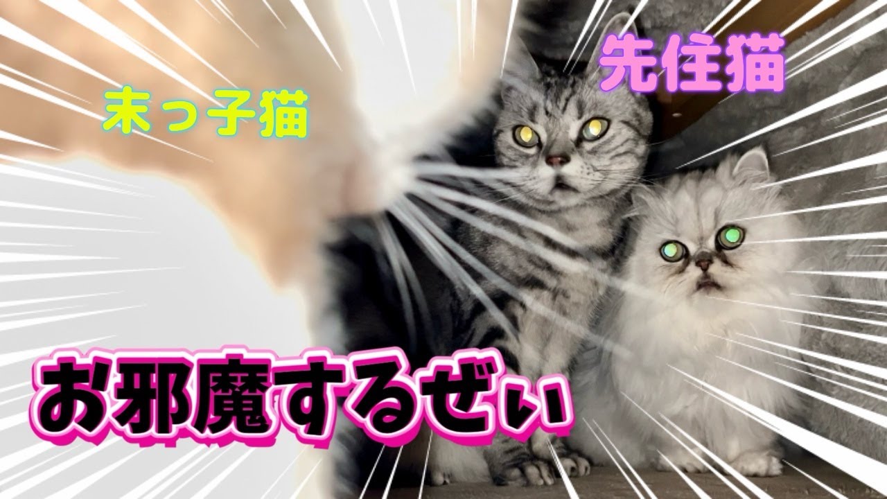 【ラグドールのすべてがデカい】末っ子猫にビビり気味な兄猫と複雑な心境の乙女猫の冬物語❄️😈⚡️