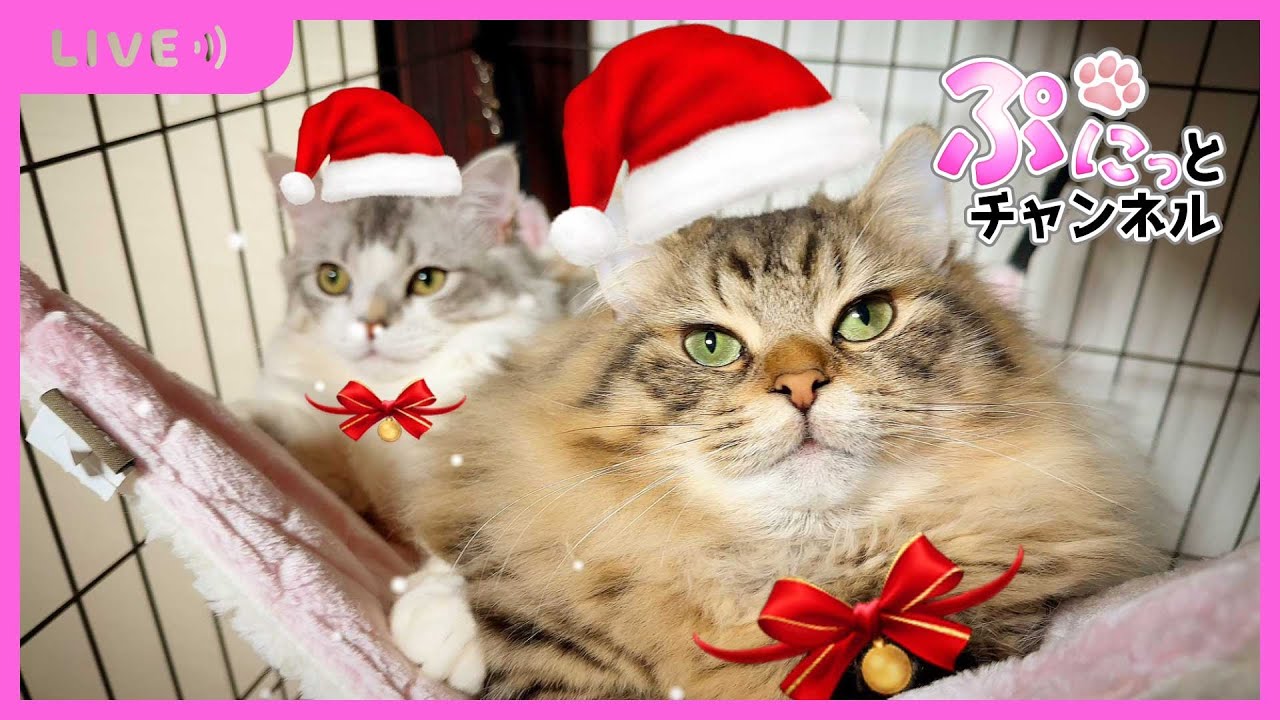 【 #ねこ 】メリークリスマス♪ぷにっとライブ配信♪2023/12/25