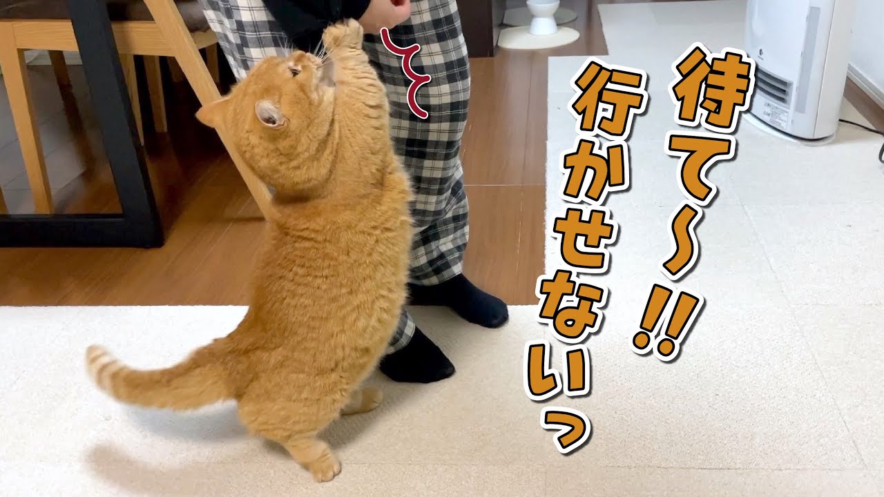 甘え足りない愛猫を置いていこうとしたら怒って引き止められました！