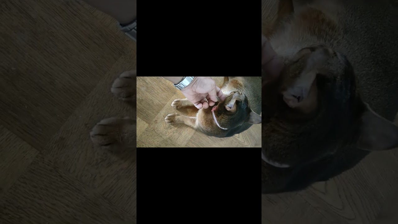 ネコ動画あび#690　#shorts　あびの毎日　アビシニアン　あびブログ