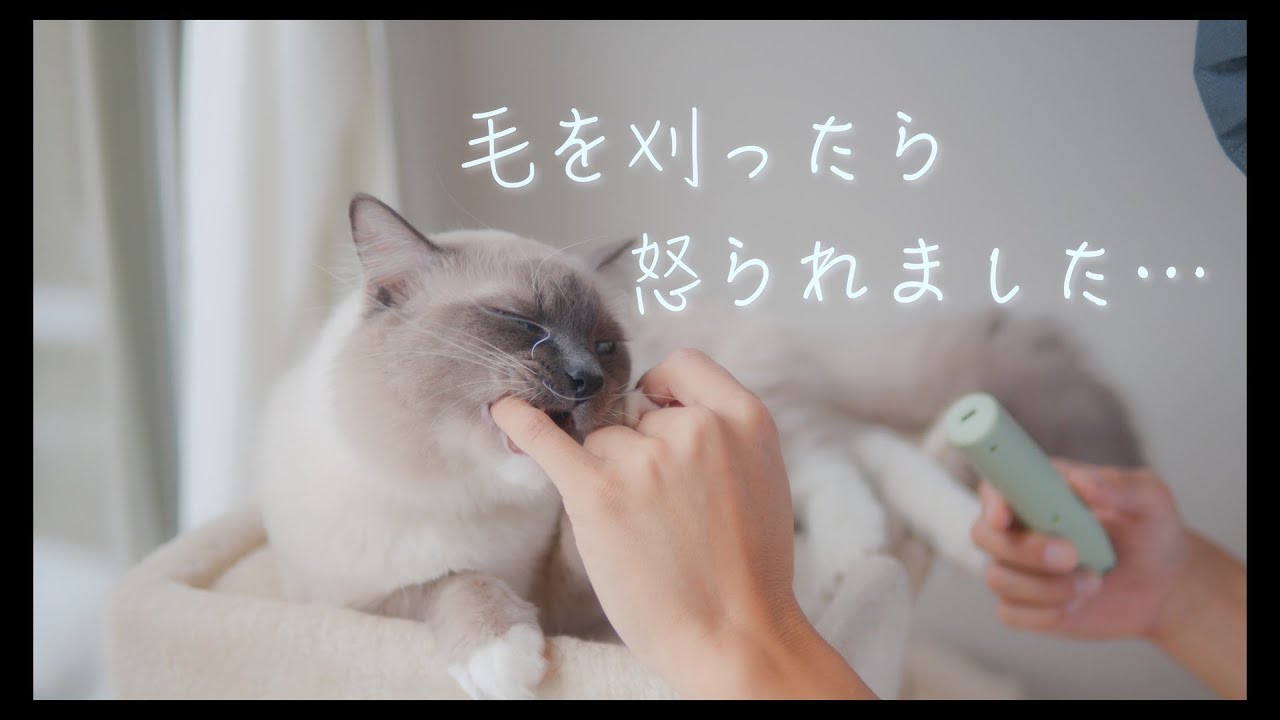 ラグドールが我慢の限界を迎えるところ　#猫 #ラグドール #ragdollcat