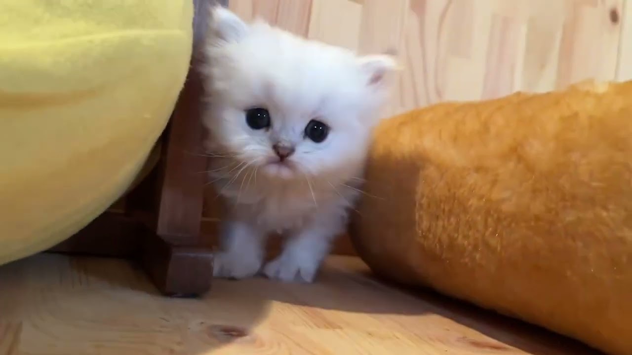 ペルシャ もふもふ可愛い元気なチンチラシルバーの男の子！