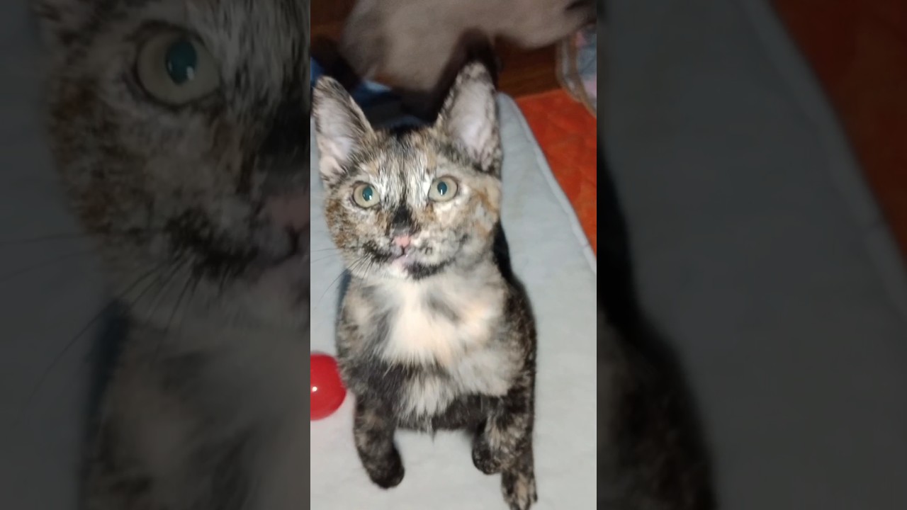 el patrón)la chanel y sus bebés hoy pasaron muy bien #cat #gatos #tiktok #españa #reels #mexico ❤❤