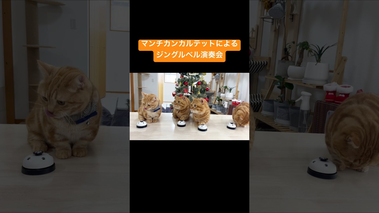 マンチカンカルテットによるジングルベル #猫 #マンチカン #shorts