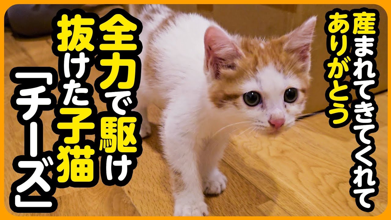 【チーズの記録】生まれてきてくれてありがとう。全力でかけ抜けた子猫「チーズ」