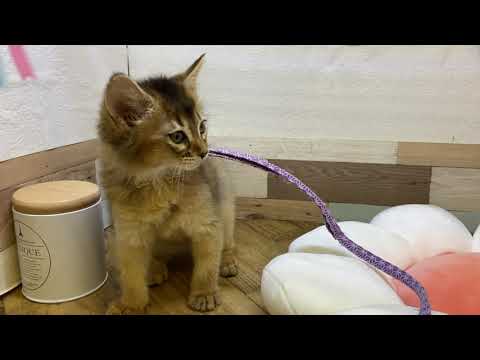 ソマリ　女の子　10.21生