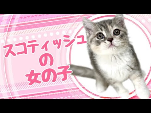 スコティッシュフォールドの子猫　（平野瓜破）