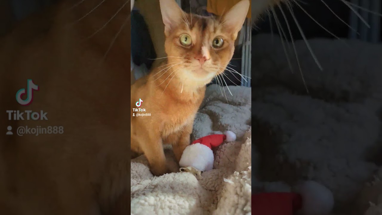 12/23ニャンタクロースあびにゃん（´・ω・`）#ねこ#猫#cat#アビシニアン