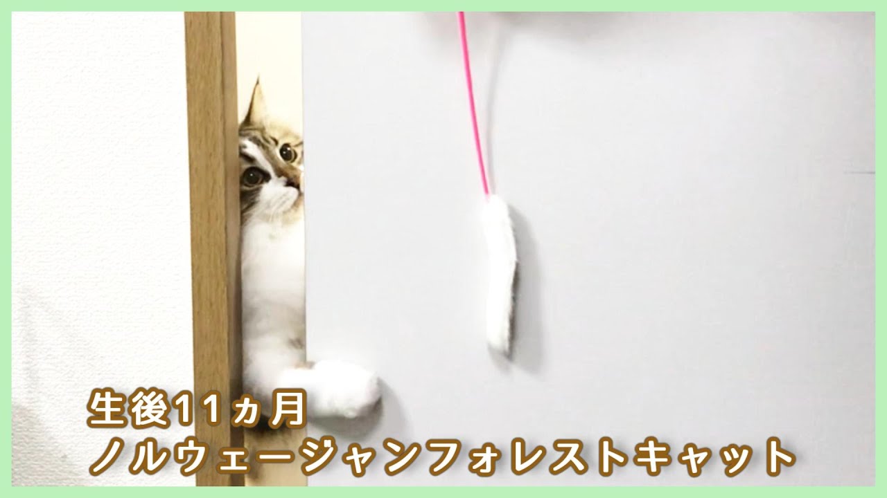 【やんのかステップ⁉️】遊んでいるうちに興奮した猫が・・・【ノルウェージャンフォレストキャット】