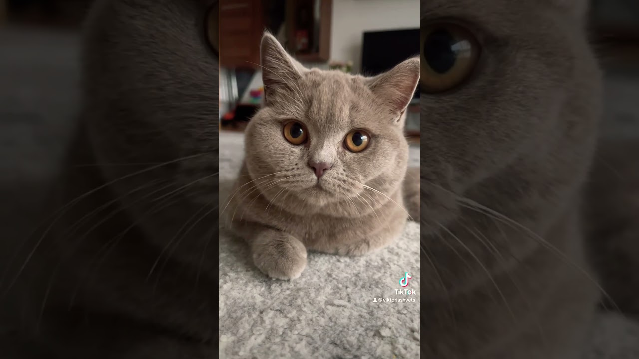 Sky🐈🐾