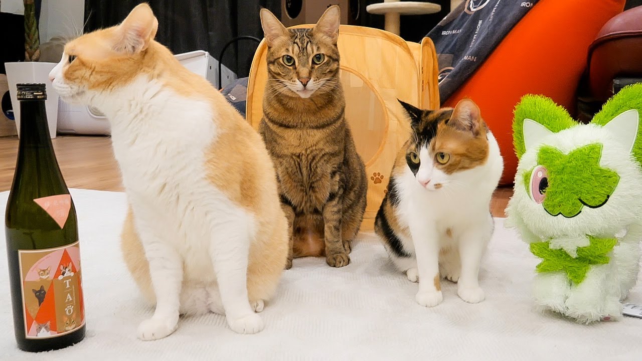 どうしても猫達の家族写真が撮りたかったんです。