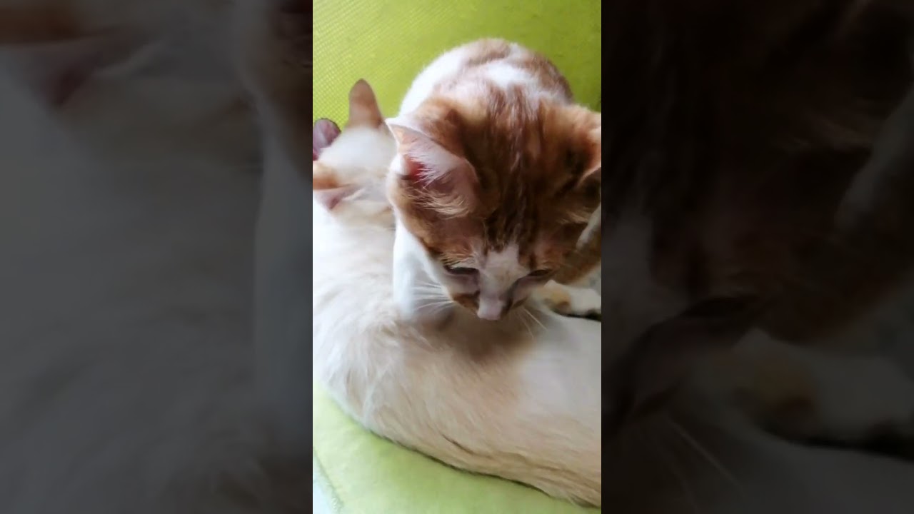 【ねこ動画】きなこに抱きつく子猫のゆきちゃん🐱 #shorts #猫 #子猫