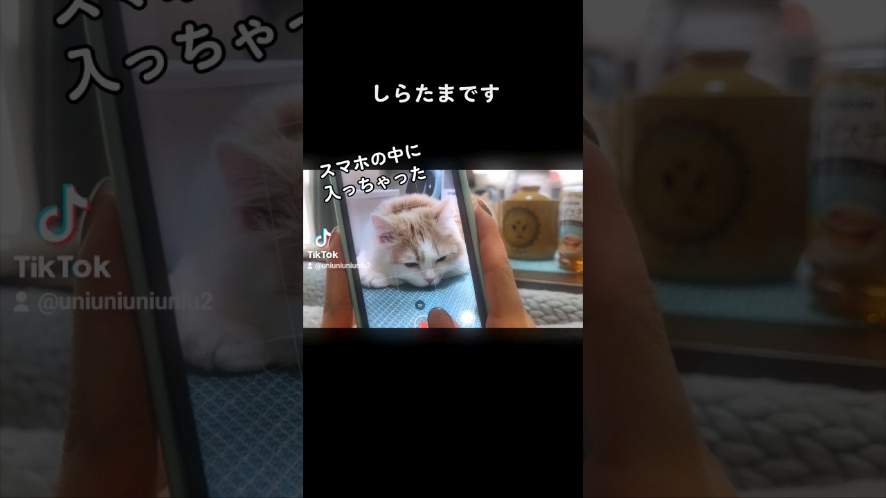 【子猫】落ち着いちゃった猫 #ラガマフィン #猫動画 #cat #子猫 #shorts