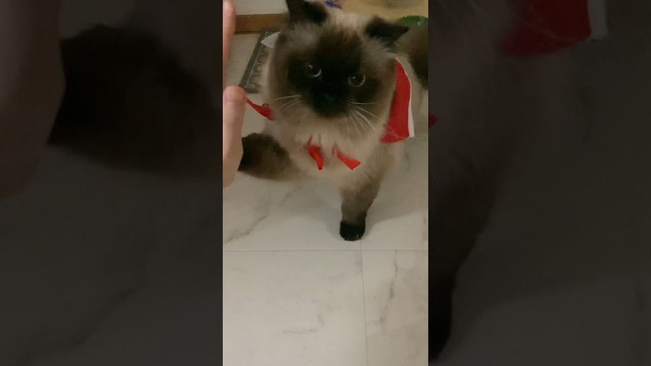 タッチ連続かましげんたくん#猫 #ヒマラヤン #猫のいる暮らし #shorts