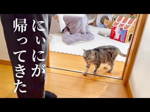 にぃにが久しぶりに帰ってきた！果たしてあいちゃんはにぃにのことを覚えているのか！？ #猫 #アメリカンショートヘア