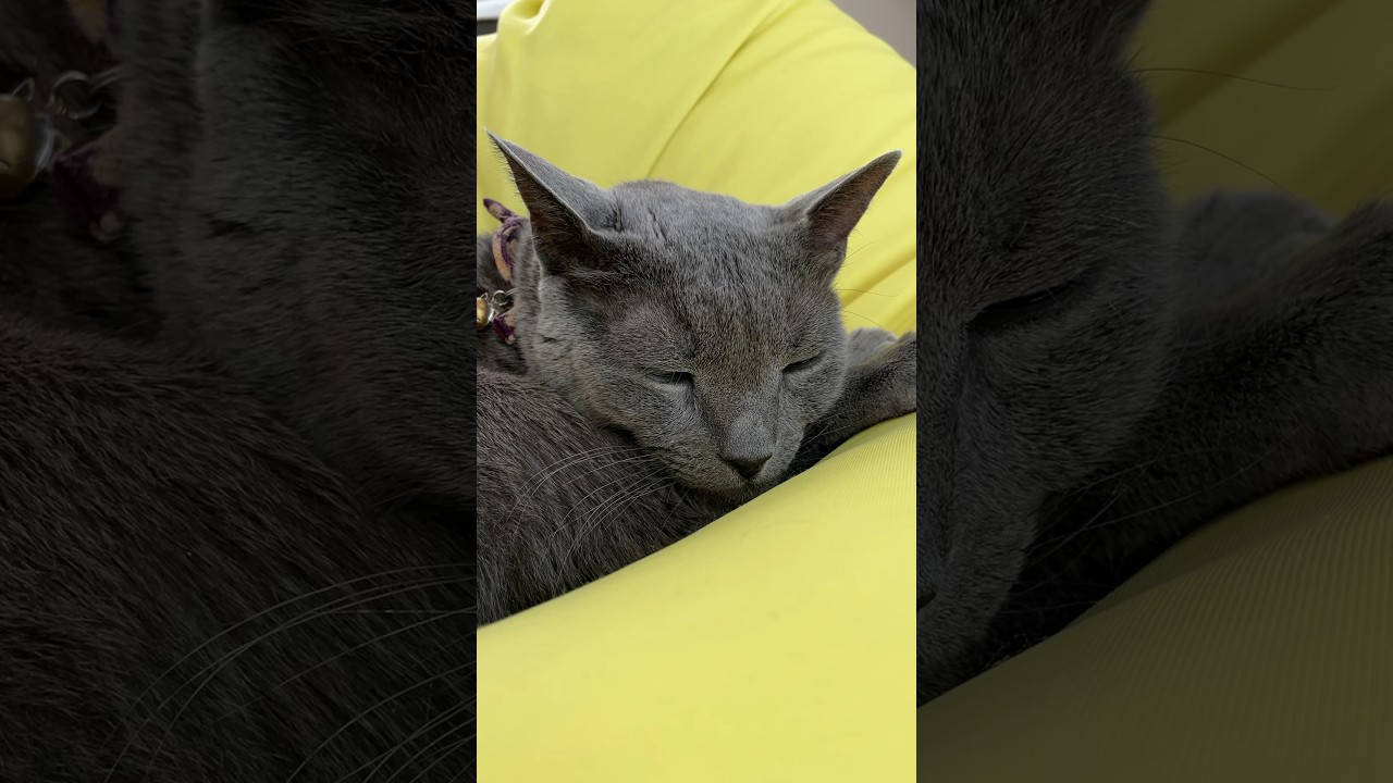 足→手→あご_20231226 #shorts #cat #猫 #ロシアンブルー
