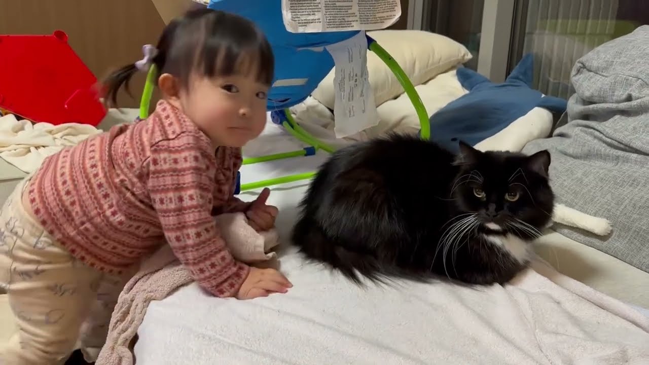 全く抵抗しない猫　ラガマフィンA cat that doesn't resist. Ragamuffin