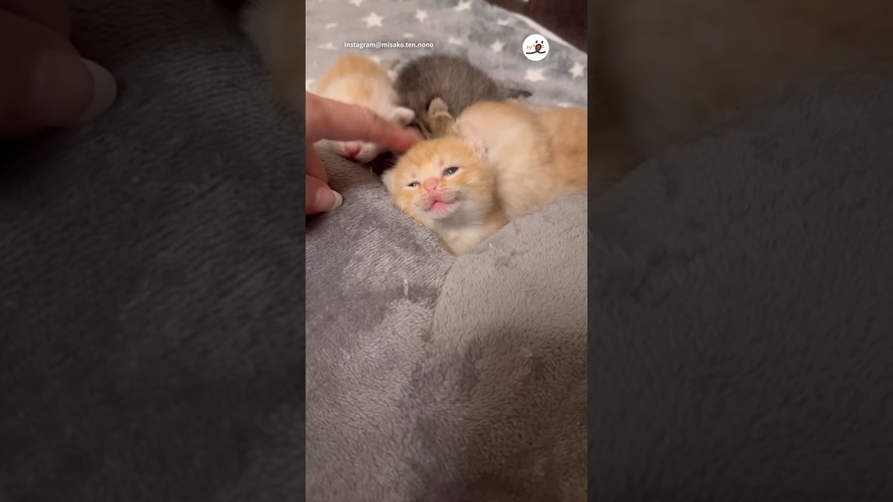 マシュマロみたいに可愛い子猫たちをご覧ください｜PECO #子猫 #マンチカン #子猫の鳴き声 #子猫のいる生活 #愛猫家 #kitten #munchkin #kittenmeowing