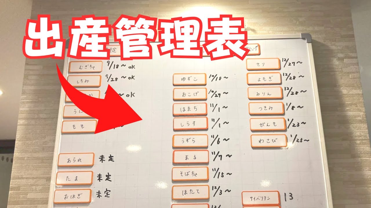 命を育む子猫ブリーダーの仕事現場【サイベリアン・ラグドール】キャットブリーダー東京都足立区
