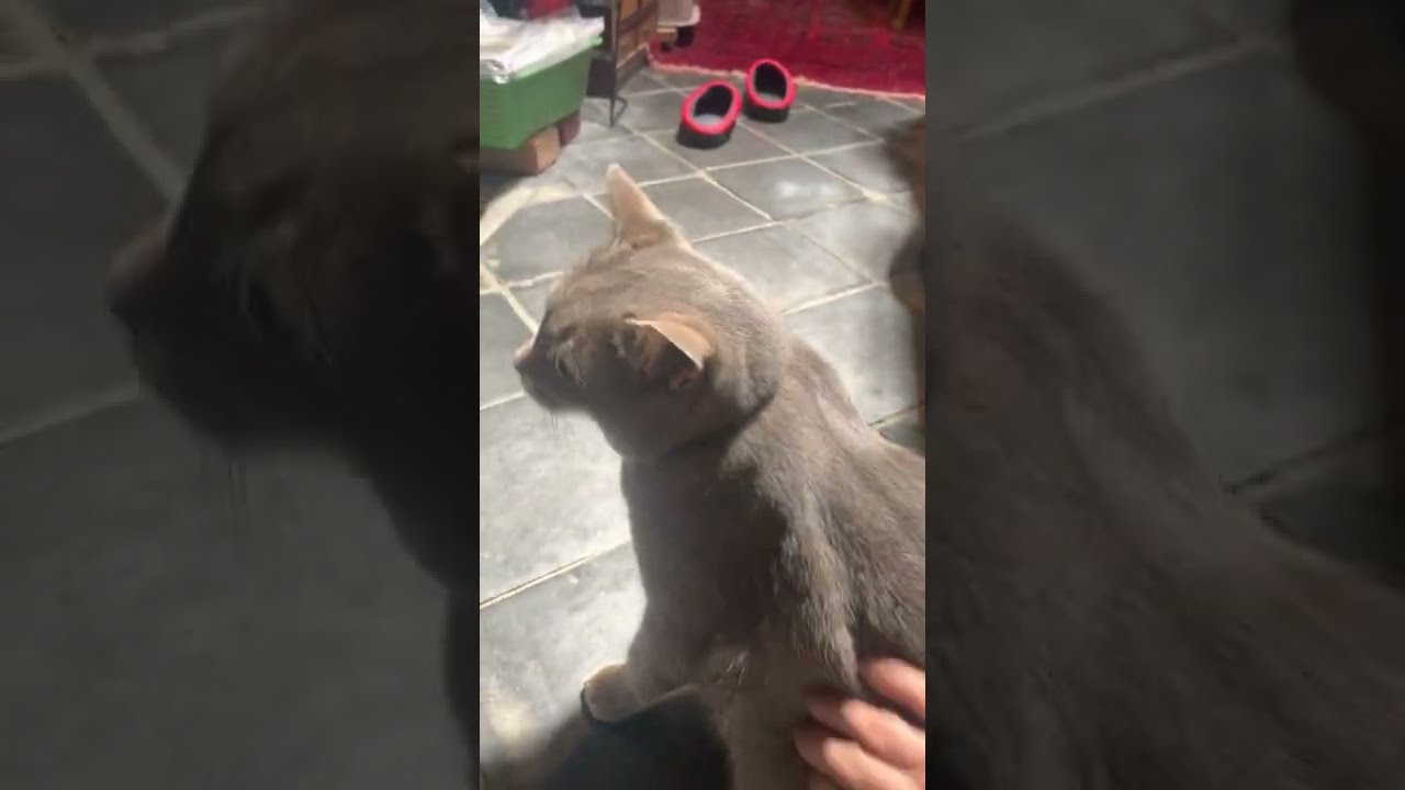 #風の猫　２匹目のトカゲは、外に置いて..　さっちゃんが家に入ればいいと閃いて..　平静を装い..慌てて戸を閉めるおばあちゃん…  #shorts