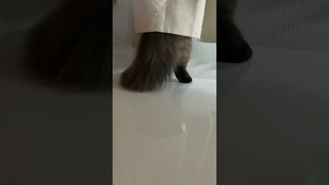 ずっとこうやって外見てた！！#猫 #ヒマラヤン #猫のいる生活 #猫のいる暮らし #short