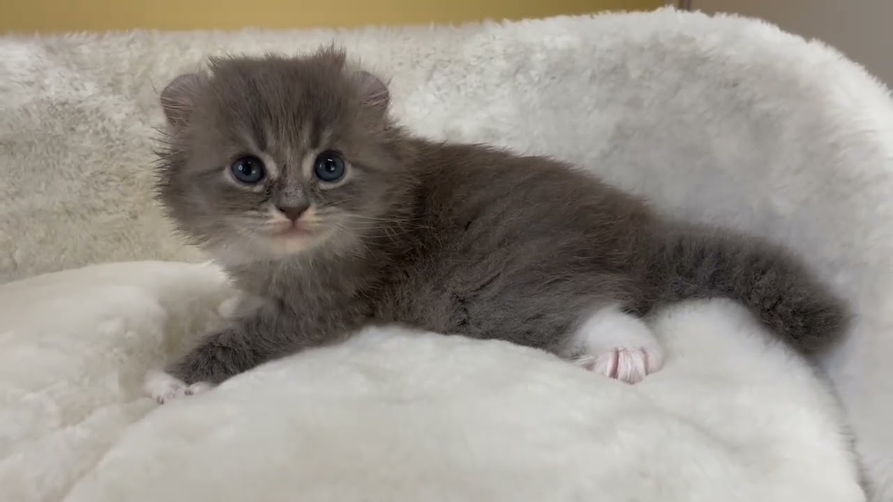 アメリカンカール 【ブルータビーホワイト】くるんと可愛いカール兄妹❣️