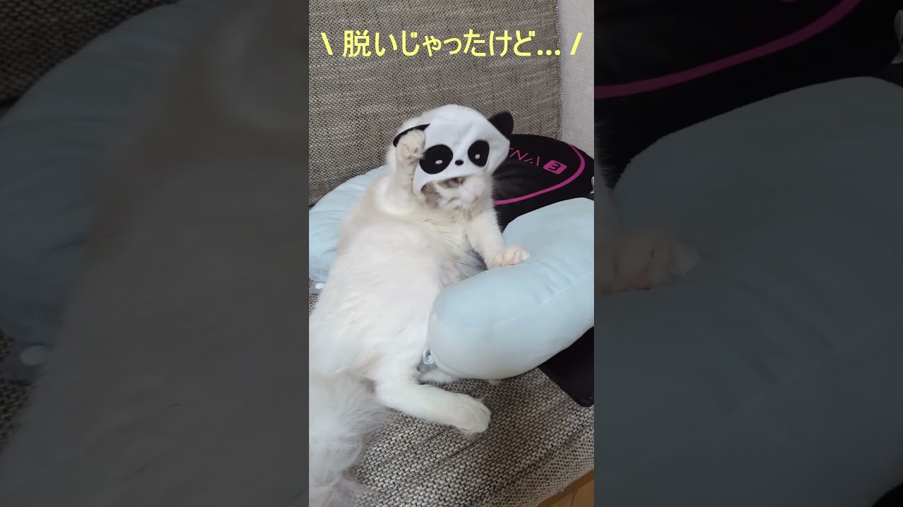 今日も今日とてパンダをかぶる猫 #ragdoll#ラグドール #ブルーポイントバイカラー #ねこ  #おもしろ