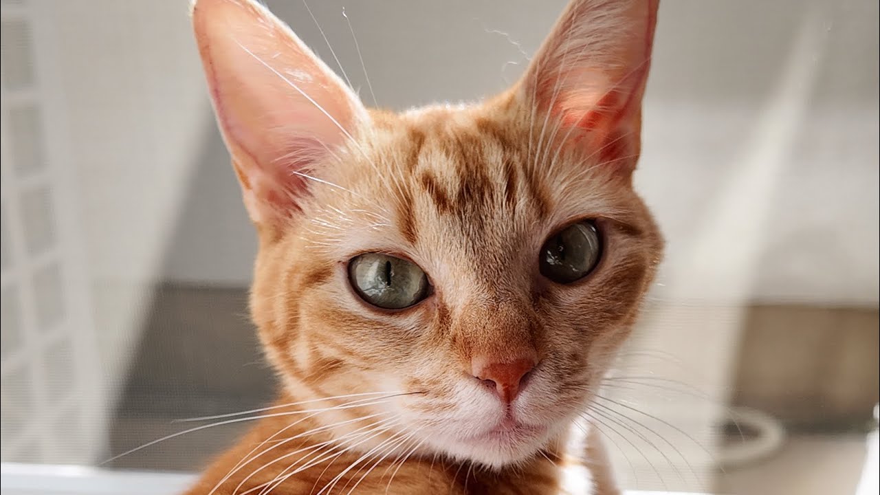 マンチカンのこたろう先生ライブ⚡️WAWACAT LIVE