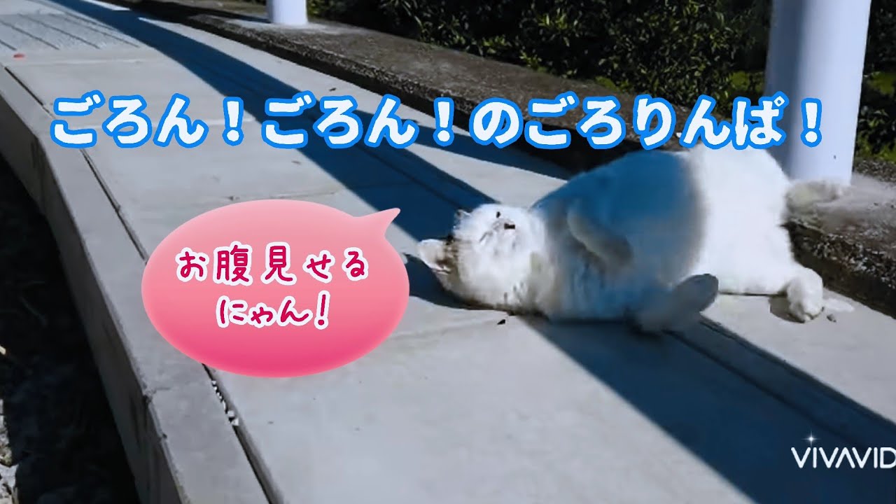 【さんぽねこ】いきなり！ゴロリンパ！をしてる！ゆきちゃん！しかもカメラ目線！笑える！ 快晴の伊豆！コバルトブルーの縹色の空、白い雲、群青色の相模湾｜ジャパニーズ・ボブテイル｜熱海｜伊豆｜南熱海