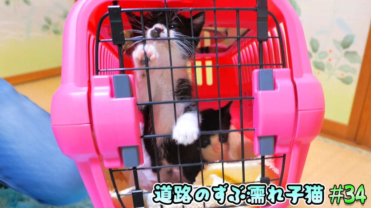 子猫達を初めて病院へ連れて行きました🏥🐈🐈【道路のずぶ濡れ子猫 #34】