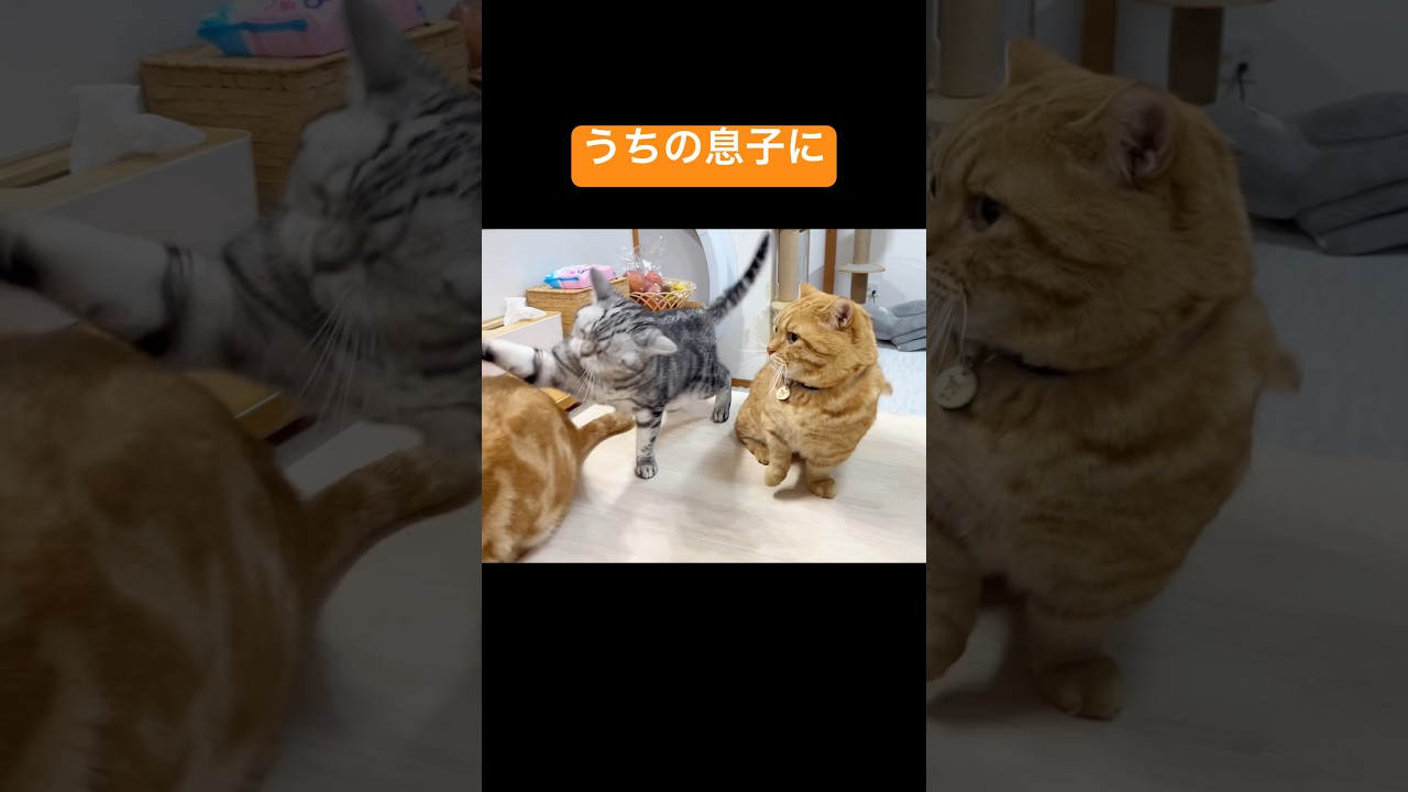 息子が殴られた！その時、パパは...？ #猫 #マンチカン #shorts