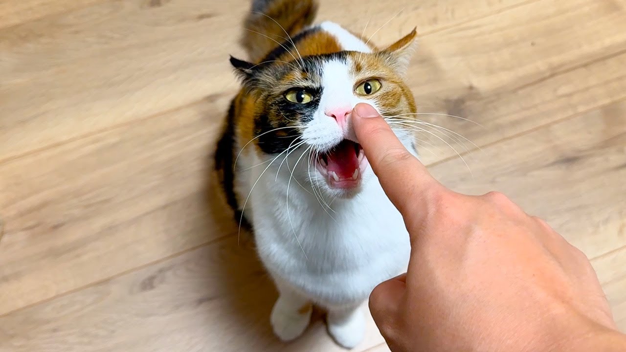 猫達とちょっとだけ生まれ変わった３階をルームツアーしてみました！