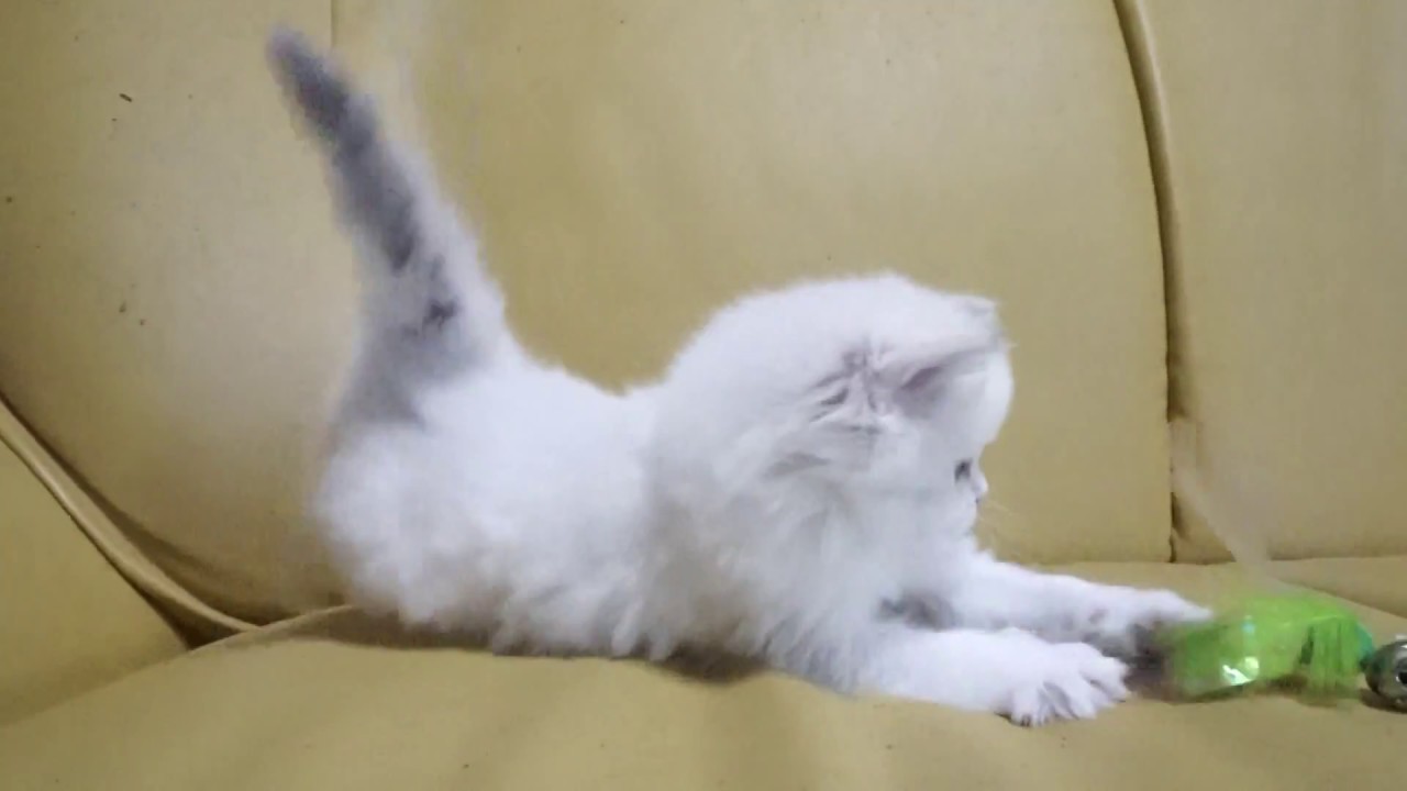 セルカークレックス2018.4.5産まれ女の子子猫シーダキャット猫のお店