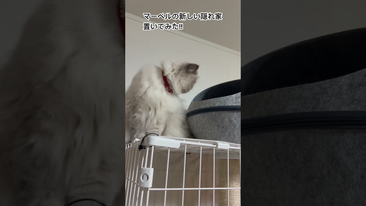 うちのにゃんこマーベル🐈#shorts  #うちのにゃんこ #ヒマラヤン #cat  #マーベル  #ねこ