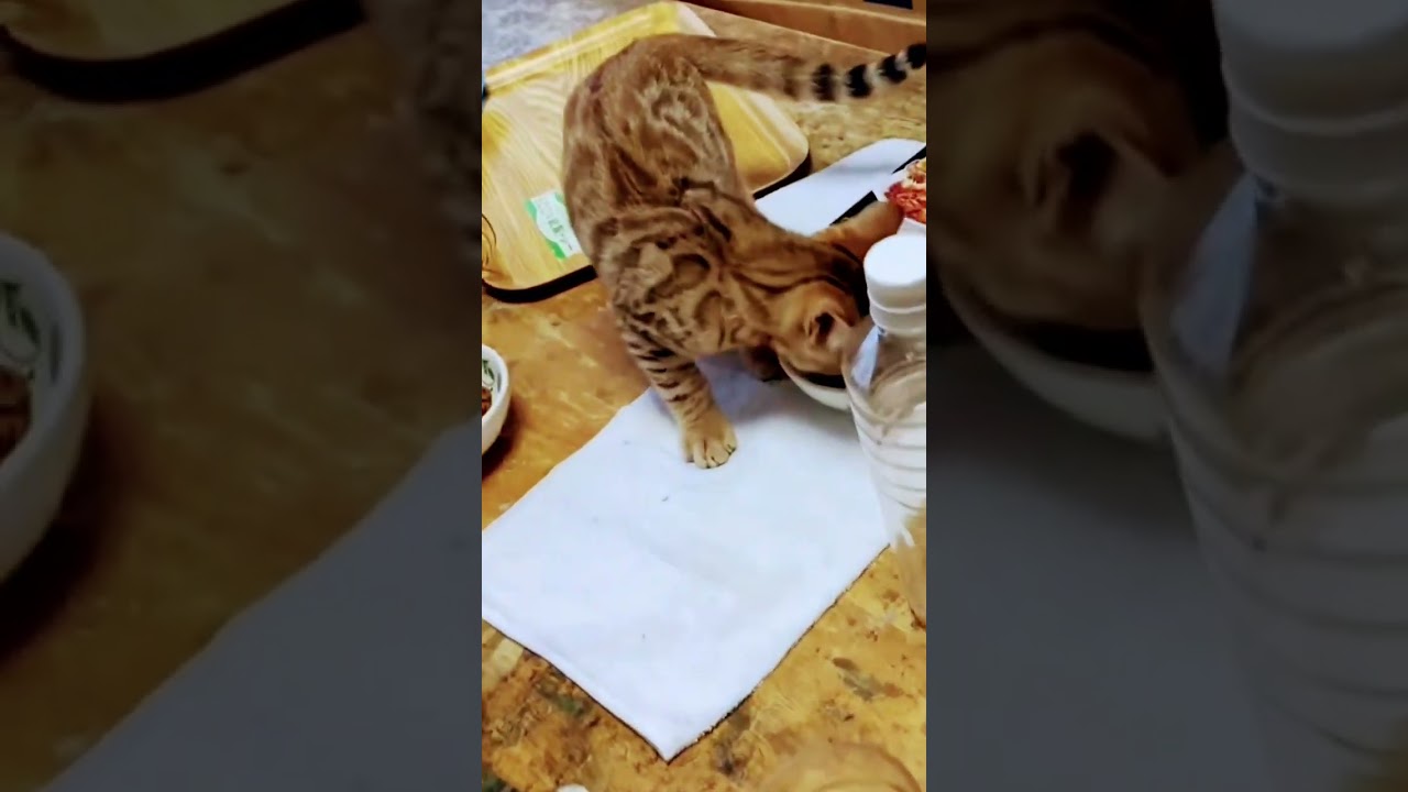 #猫#ベンガル猫#Bengal cat#short ★ベンガル猫のレオちゃんとつむぎちゃん！西園寺鬼ごっこ！目指せ４０万人（笑）（２０２３１２１７ー８）＊🐆兄弟猫のレオちゃんは、七夕７７様へ！↷