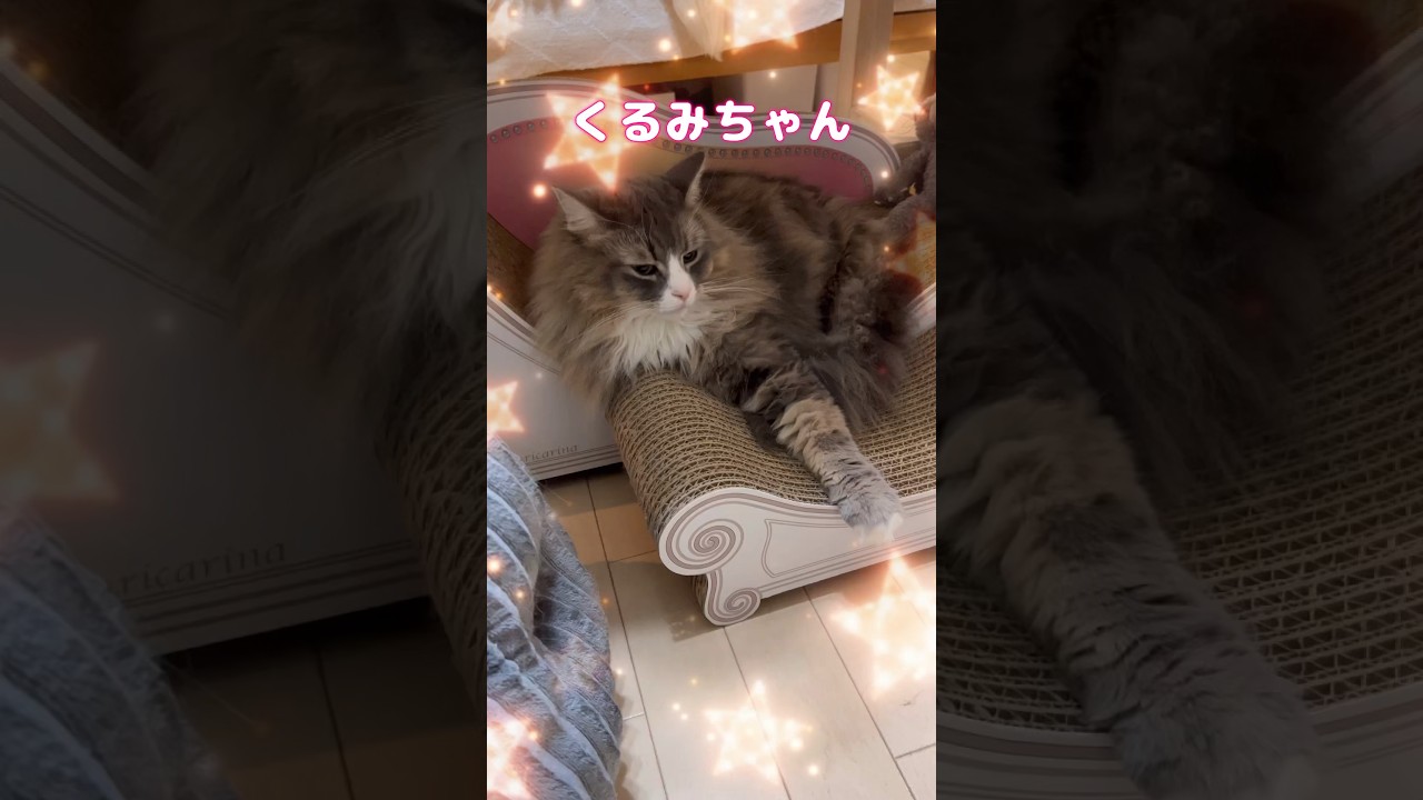 クリスマスプレゼント何かな？ #shorts #猫 #ノルウェージャンフォレストキャット #サイベリアン #アビシニアン #cat