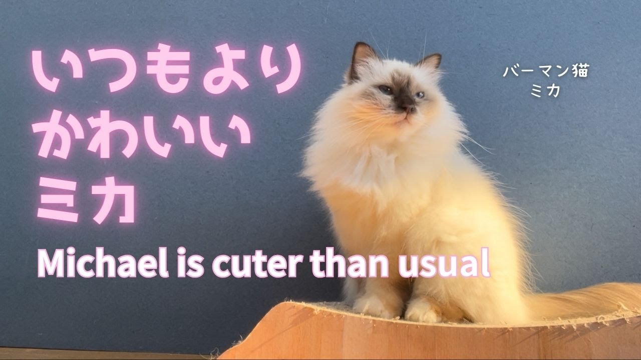 バーマン猫ミカ【いつもよりかわいいミカ】Michael is cuter than usual（バーマン猫）Birman/Cat