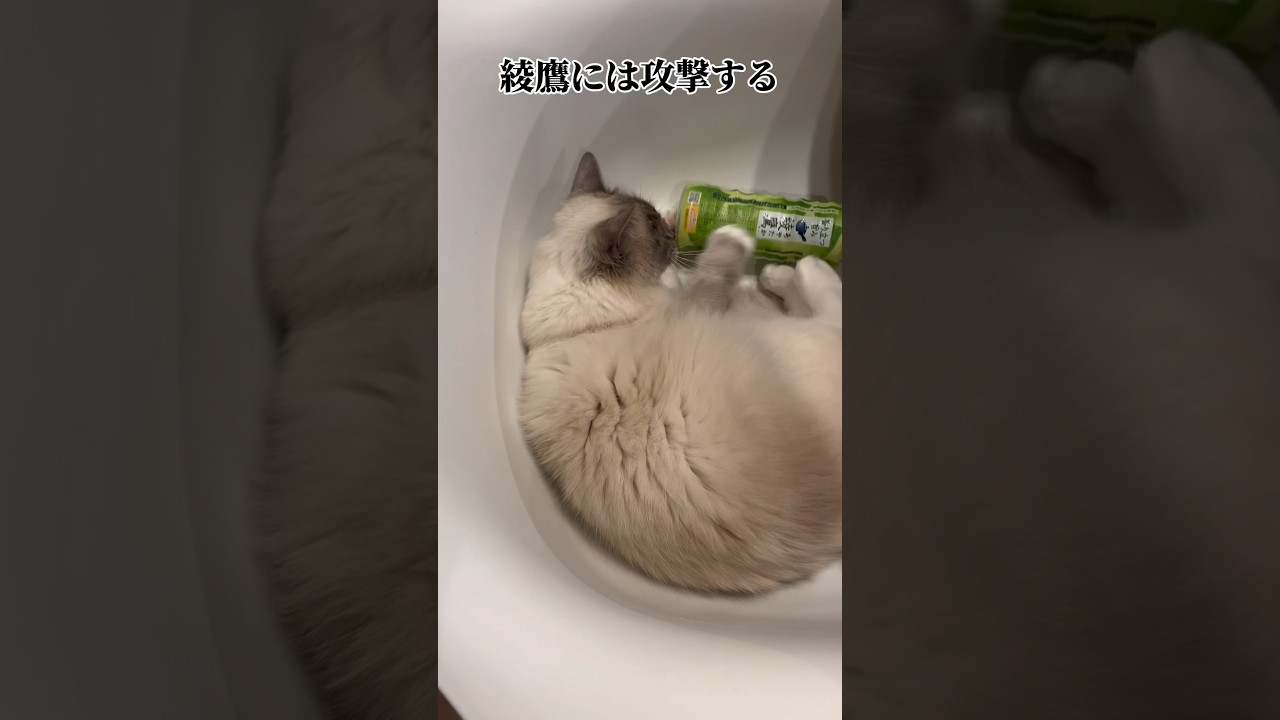【綾鷹vs猫】#ねこ #ラグドール #猫 #cat #고양이 #ragdollcat  #猫動画 #癒し #ねこ動画  #shorts  #おもしろ動画 #かわいい猫 #大型猫 #cats