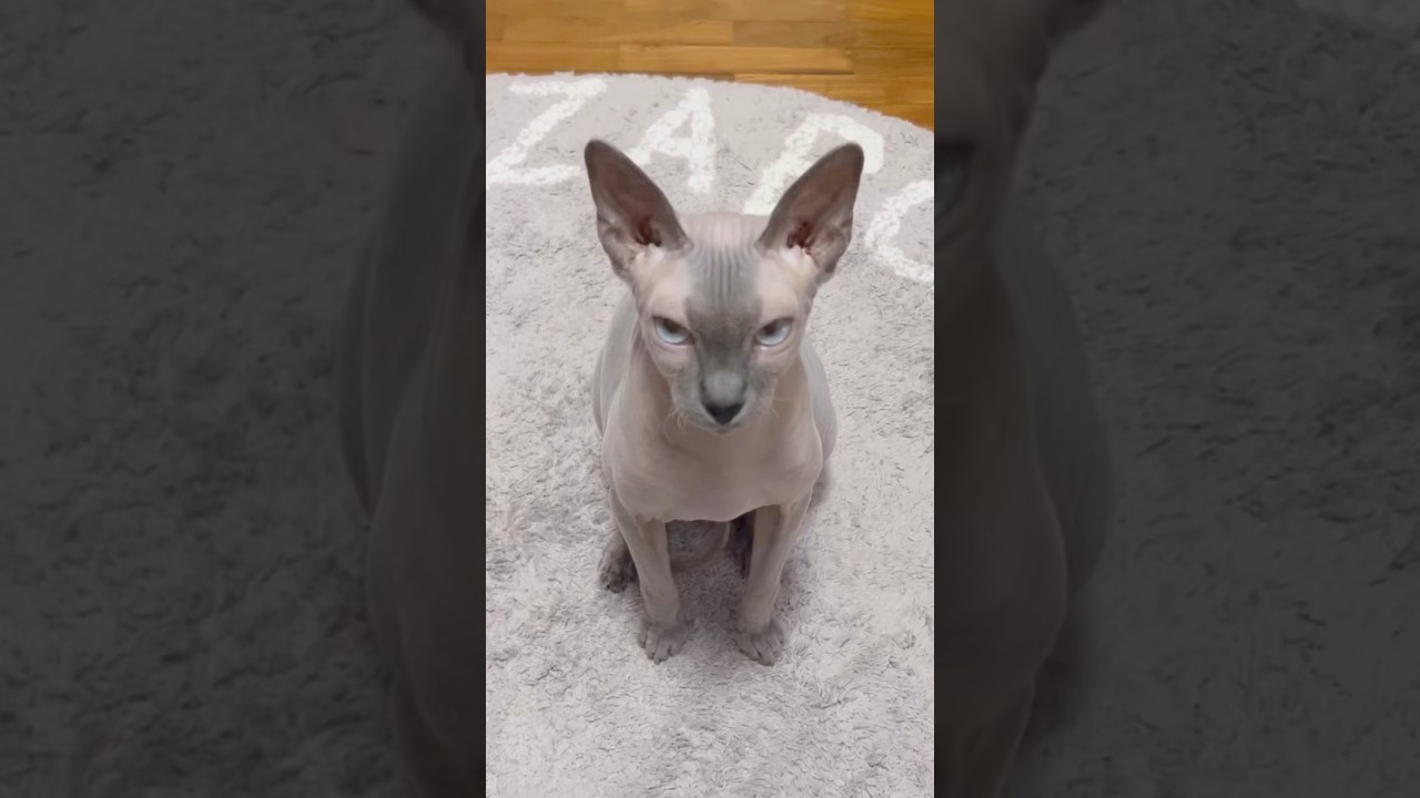 毛のない猫の鳴き声【スフィンクス猫】