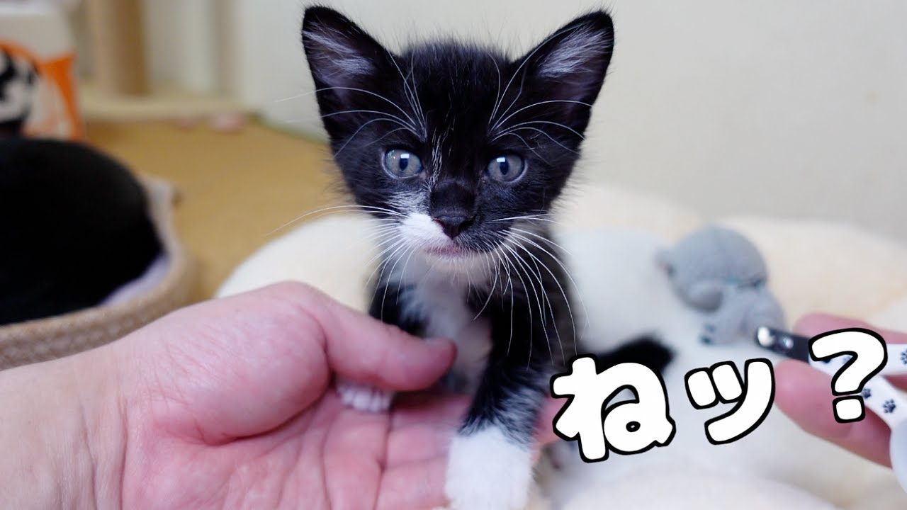 とうとう子猫が…