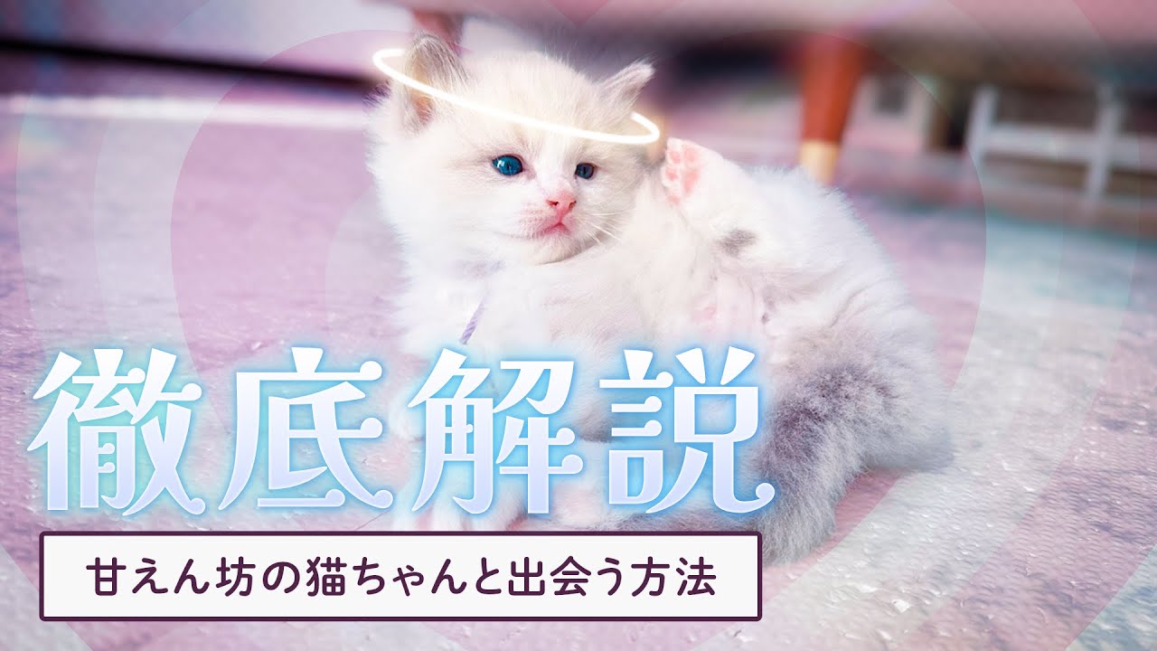 【徹底解説】甘えん坊の猫ちゃんと出会う方法　#pets #猫 #ラグドール #ブリーダー直販