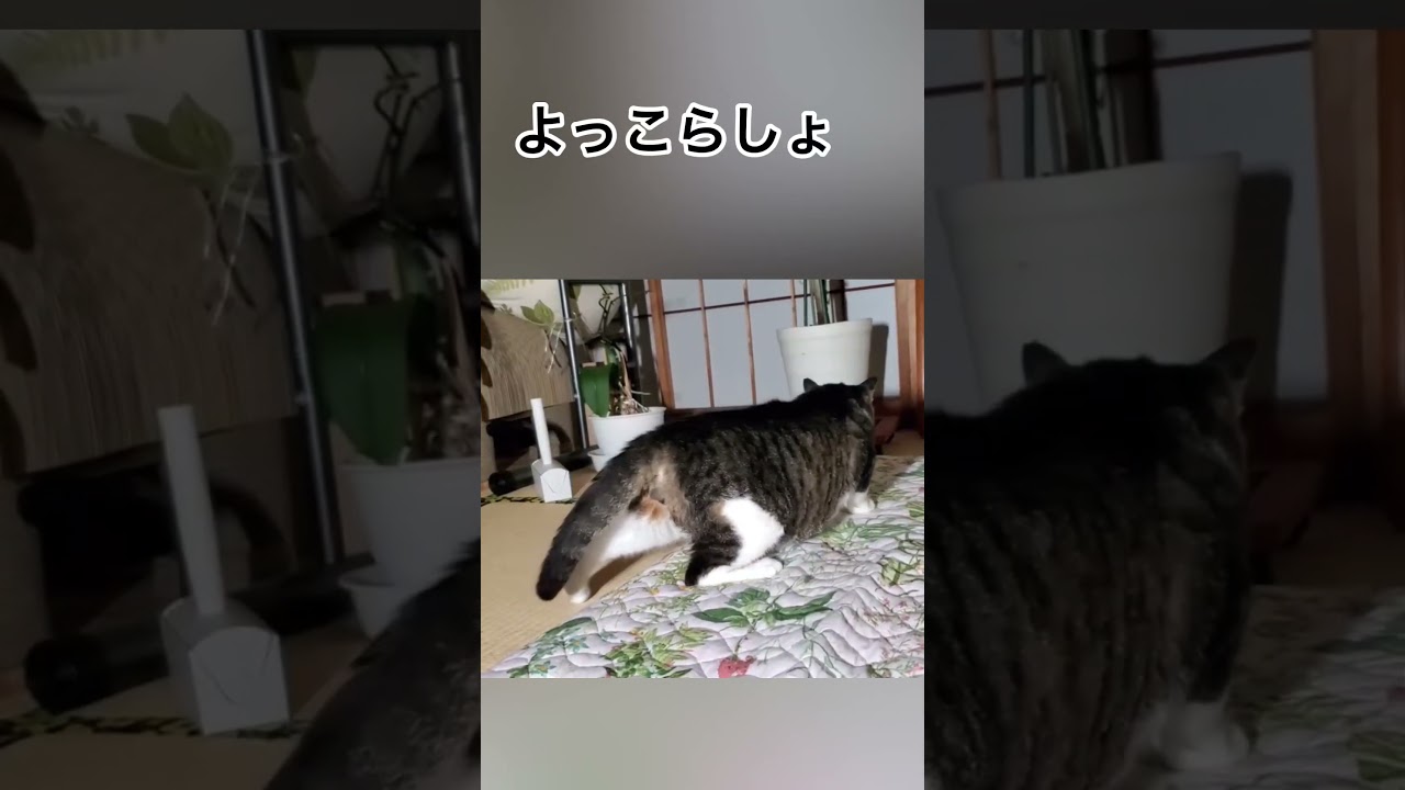 寝たきりの猫が歩けるようになりました#shorts #ねこのいる生活 #四肢麻痺 #リハビリ