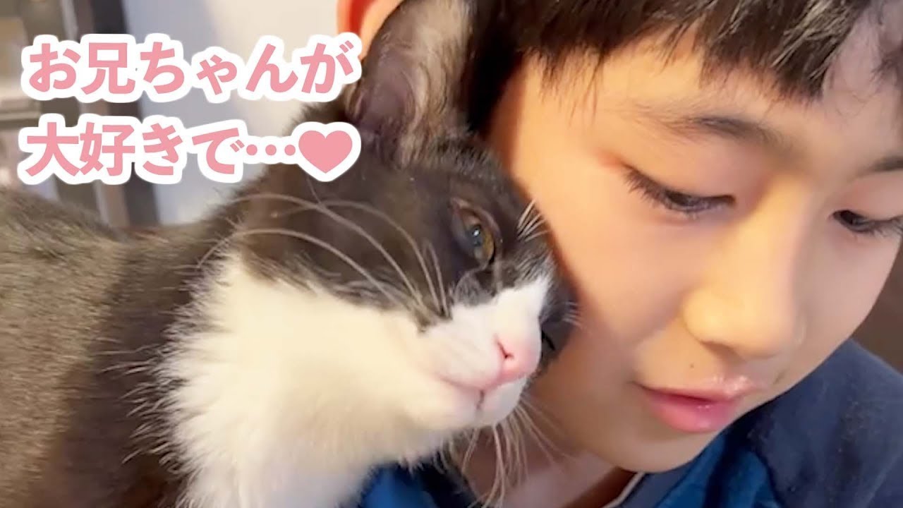 ベタ慣れな保護子猫がやってきた！お兄ちゃんが好きすぎる子猫さんの日々♡｜PECO【ナレーション有】