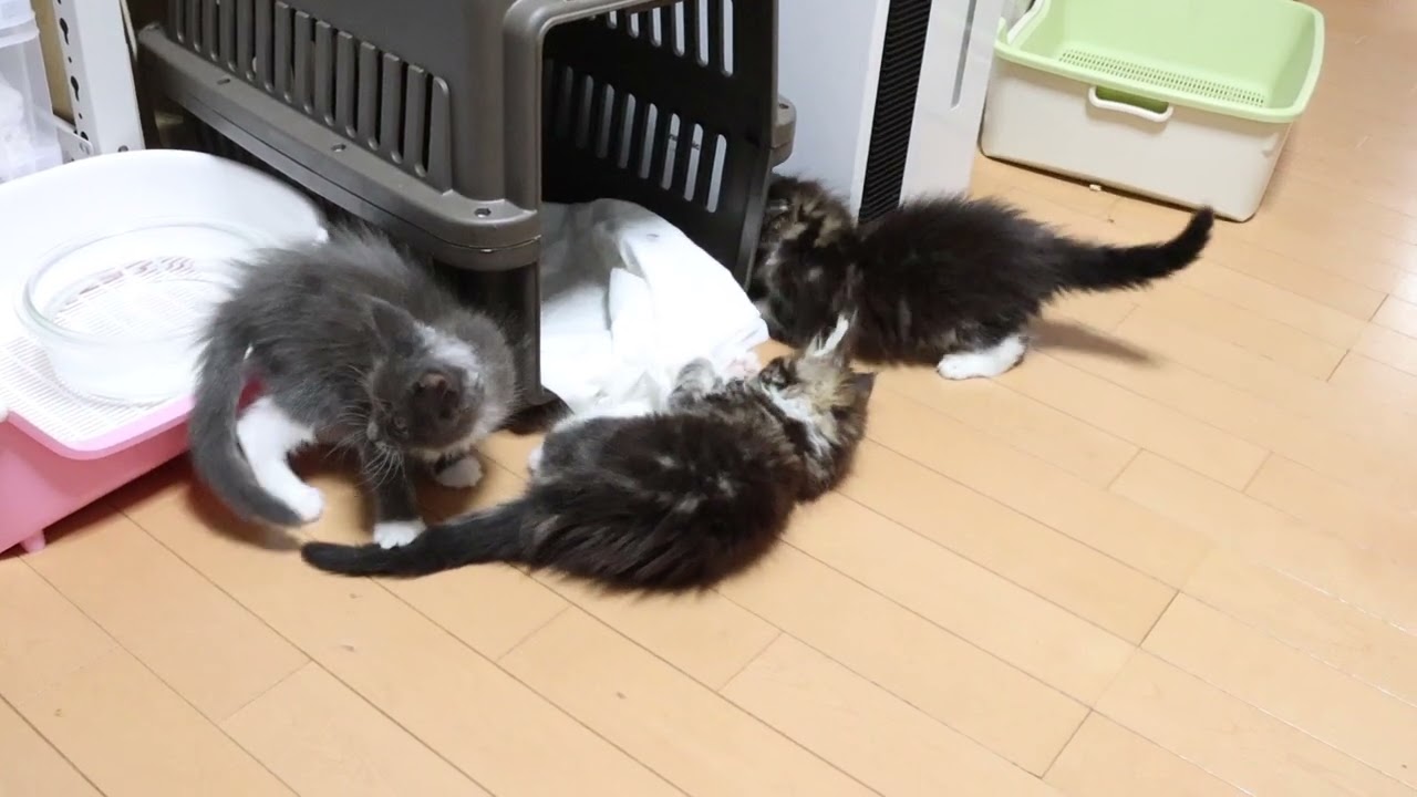 メインクーンの赤ちゃん達ワクチン接種