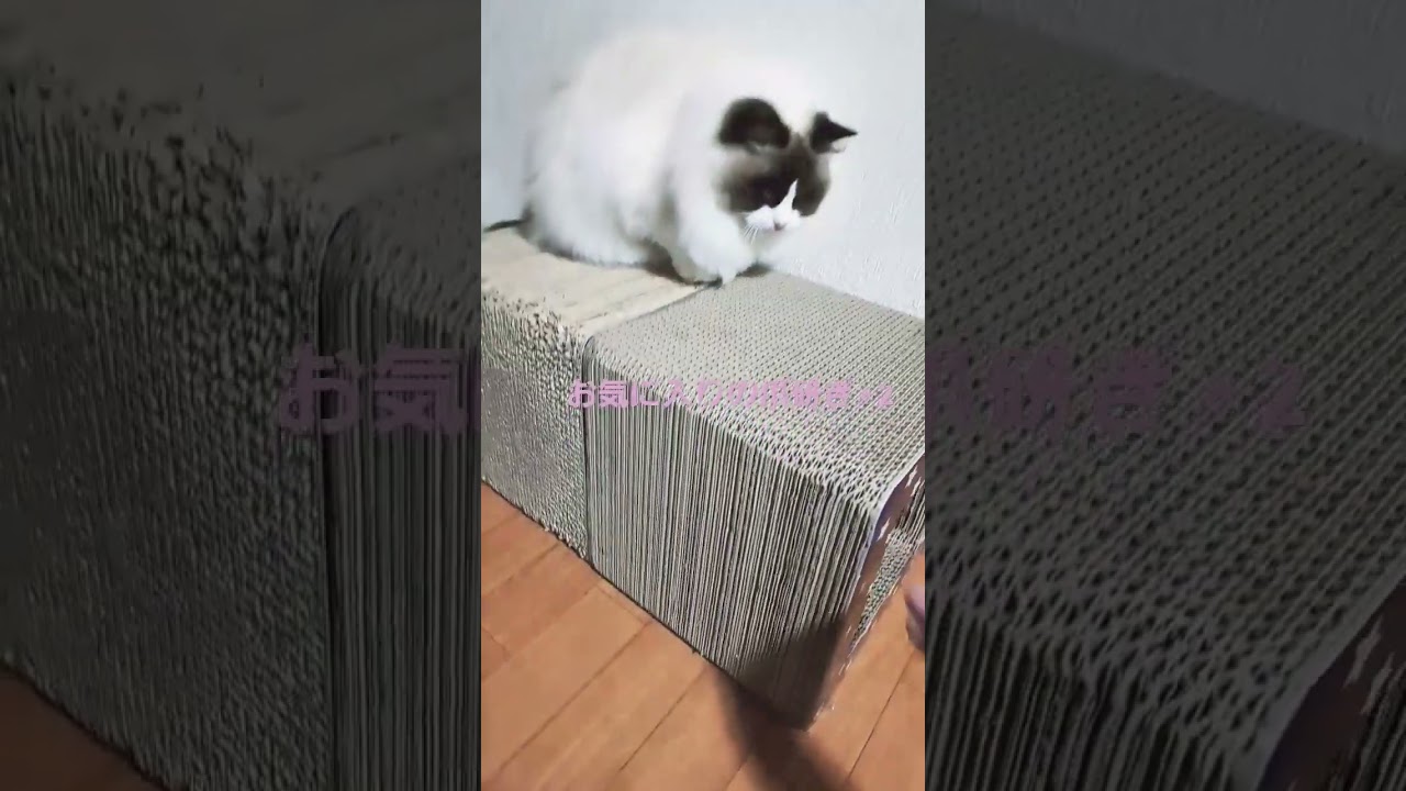 箱の中身は猫🐈️爪研ぎ🎵#ラグドール #猫のいる生活 #猫のいる毎日 #ショート